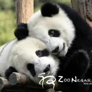 Zoo Negara